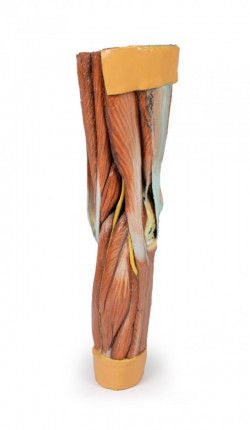 Wydruk anatomiczny 3D - mięśnie kończyny dolnej - Image no.: 6