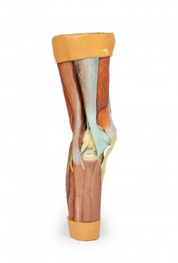 Wydruk anatomiczny 3D - mięśnie kończyny dolnej - Image no.: 7
