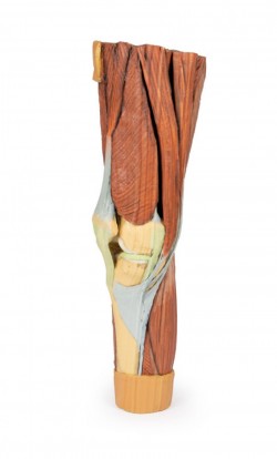 Wydruk anatomiczny 3D - mięśnie kończyny dolnej - Image no.: 8