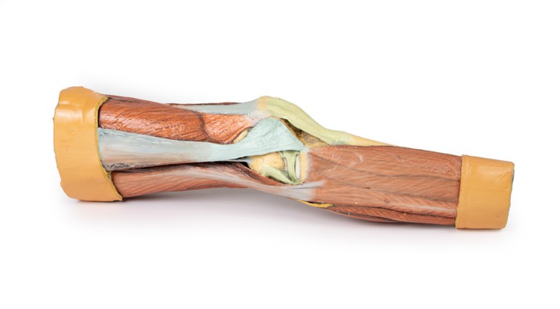 Wydruk anatomiczny 3D - mięśnie kończyny dolnej - Image no.: 1