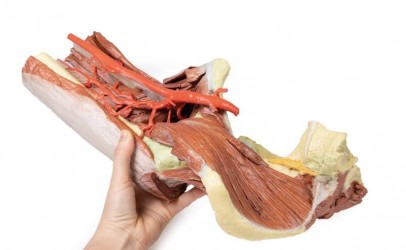 Wydruk anatomiczny - mięśnie okolicy stawu biodrowego i uda - Image no.: 10