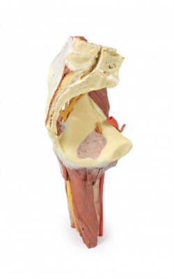 Wydruk anatomiczny - mięśnie okolicy stawu biodrowego i uda - Image no.: 3
