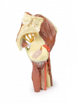 Wydruk anatomiczny - mięśnie okolicy stawu biodrowego i uda - Image no.: 4
