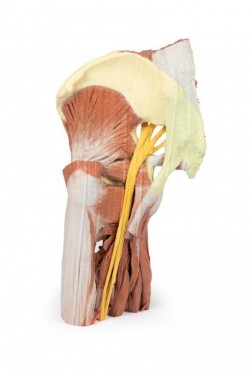 Wydruk anatomiczny - mięśnie okolicy stawu biodrowego i uda - Image no.: 5