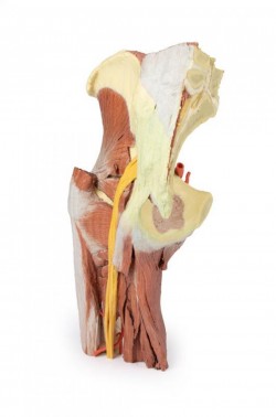 Wydruk anatomiczny - mięśnie okolicy stawu biodrowego i uda - Image no.: 6