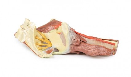 Wydruk anatomiczny - mięśnie okolicy stawu biodrowego i uda - Image no.: 8