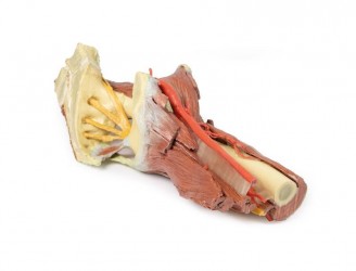 Wydruk anatomiczny - mięśnie okolicy stawu biodrowego i uda - Image no.: 9
