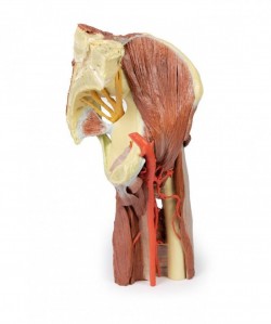 Wydruk anatomiczny - mięśnie okolicy stawu biodrowego i uda - Image no.: 1