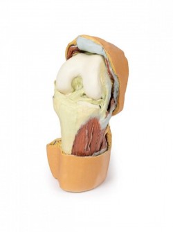 Wydruk anatomiczny - staw kolanowy, mięśnie, więzadła - Image no.: 2