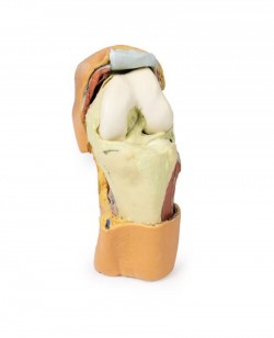 Wydruk anatomiczny - staw kolanowy, mięśnie, więzadła - Image no.: 3