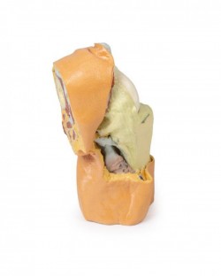 Wydruk anatomiczny - staw kolanowy, mięśnie, więzadła - Image no.: 5