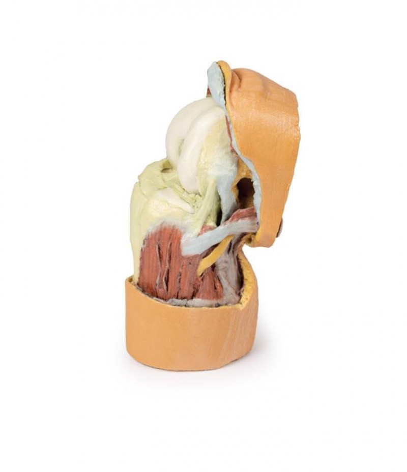 Wydruk anatomiczny - staw kolanowy, mięśnie, więzadła - Image no.: 1