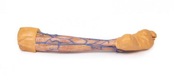 Wydruk  anatomiczny 3D - kończyna dolna, żyły powierzchowne - Image no.: 4