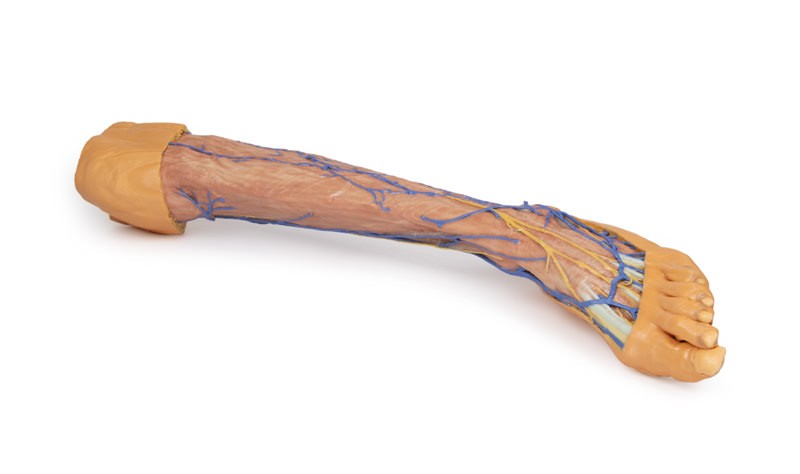 Wydruk  anatomiczny 3D - kończyna dolna, żyły powierzchowne - Image no.: 1