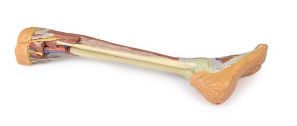 Wydruk  anatomiczny 3D - goleń i stopa - Image no.: 2