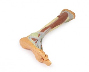 Wydruk  anatomiczny 3D - goleń i stopa - Image no.: 4