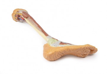 Wydruk  anatomiczny 3D - goleń i stopa - Image no.: 5
