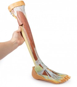 Wydruk  anatomiczny 3D - goleń i stopa - Image no.: 7
