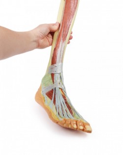 Wydruk  anatomiczny 3D - goleń i stopa - Image no.: 8