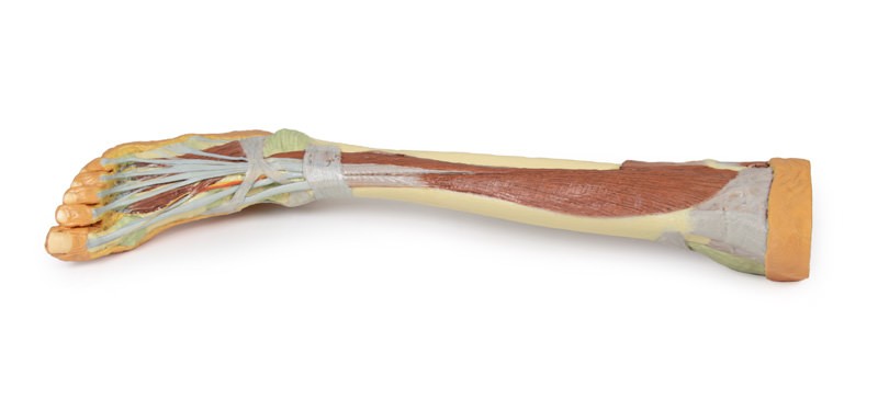 Wydruk  anatomiczny 3D - goleń i stopa - Image no.: 1