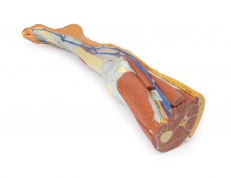 Wydruk anatomiczny 3D - kończyna dolna, struktury powierzchowne - Image no.: 5