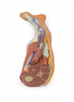 Wydruk anatomiczny 3D - kończyna dolna, struktury powierzchowne - Image no.: 6