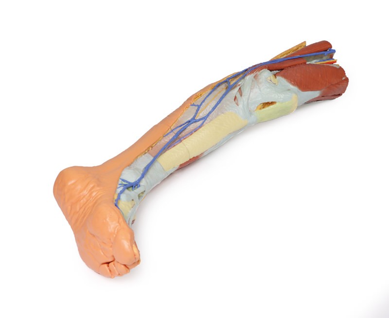 Wydruk anatomiczny 3D - kończyna dolna, struktury powierzchowne - Image no.: 1
