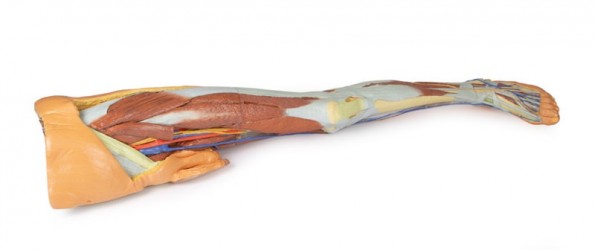 Wydruk  anatomiczny 3D - kończyna dolna, struktury powierzchowne, fragment miednicy męskiej - Image no.: 2