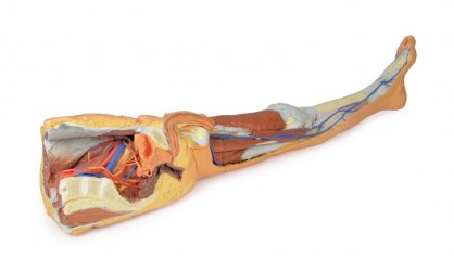 Wydruk  anatomiczny 3D - kończyna dolna, struktury powierzchowne, fragment miednicy męskiej - Image no.: 3