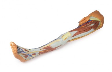 Wydruk  anatomiczny 3D - kończyna dolna, struktury powierzchowne, fragment miednicy męskiej - Image no.: 7