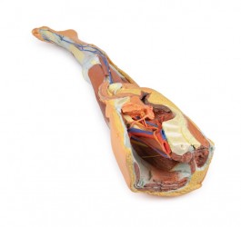 Wydruk  anatomiczny 3D - kończyna dolna, struktury powierzchowne, fragment miednicy męskiej - Image no.: 8