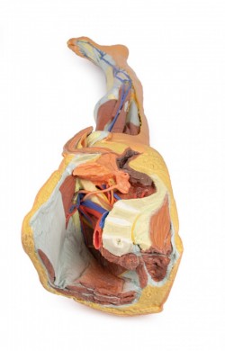 Wydruk  anatomiczny 3D - kończyna dolna, struktury powierzchowne, fragment miednicy męskiej - Image no.: 9