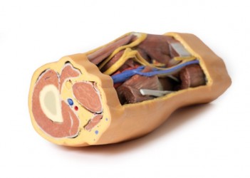 Wydruk  anatomiczny 3D - dół podkolanowy - Image no.: 4