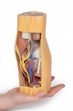 Wydruk  anatomiczny 3D - dół podkolanowy - Image no.: 7
