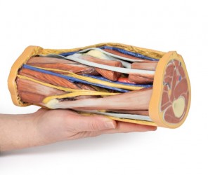 Wydruk anatomiczny 3D - dół podkolanowy - Image no.: 10