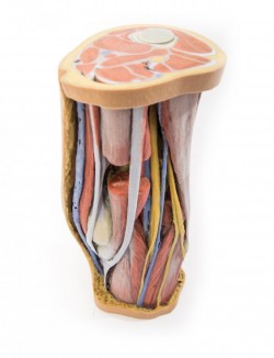 Wydruk anatomiczny 3D - dół podkolanowy - Image no.: 2