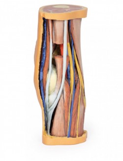 Wydruk anatomiczny 3D - dół podkolanowy - Image no.: 7
