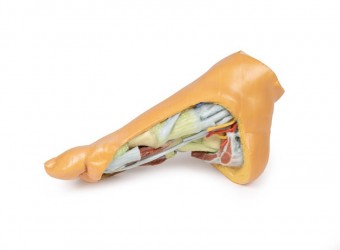 Wydruk anatomiczny 3D - podeszwa stopy, mięśnie - Image no.: 2