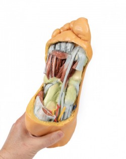 Wydruk anatomiczny 3D - podeszwa stopy, mięśnie - Image no.: 5