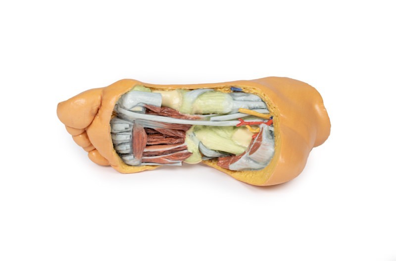 Wydruk anatomiczny 3D - podeszwa stopy, mięśnie - Image no.: 1