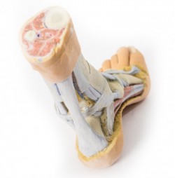 Wydruk anatomiczny - stopa, struktury powierzchowne i głębokie - Image no.: 4