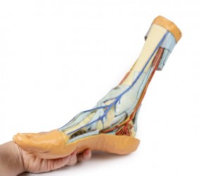 Wydruk anatomiczny 3D - stopa człowieka - Image no.: 10