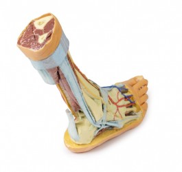 Wydruk  anatomiczny 3D - stopa człowieka - Image no.: 2