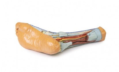 Wydruk  anatomiczny 3D - stopa człowieka - Image no.: 3