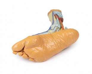 Wydruk anatomiczny 3D - stopa człowieka - Image no.: 4