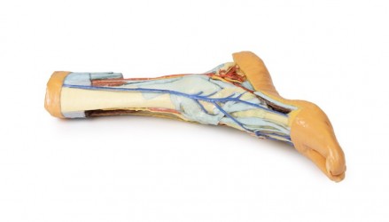 Wydruk  anatomiczny 3D - stopa człowieka - Image no.: 7