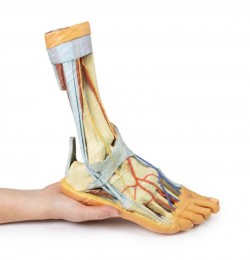 Wydruk anatomiczny 3D - stopa człowieka - Image no.: 9