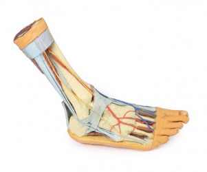 Wydruk  anatomiczny 3D - stopa człowieka - Image no.: 1