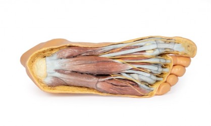 Wydruk anatomiczny 3D - powierzchnia grzebietowa, mięśnie podeszwy stopy - Image no.: 2