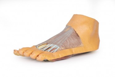 Wydruk anatomiczny 3D - powierzchnia grzbietowa, mięśnie podeszwy stopy - Image no.: 3